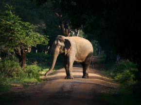 Elephant Lake Jungle Camp